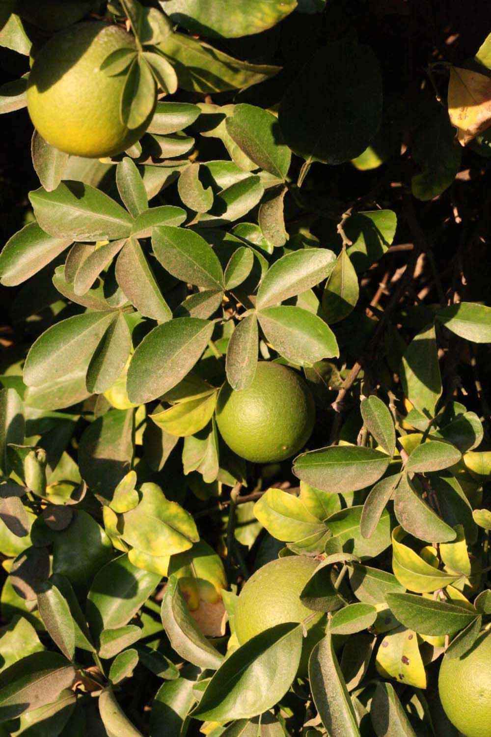              Sun leaves and immature fruit (Riverside,   CA)       